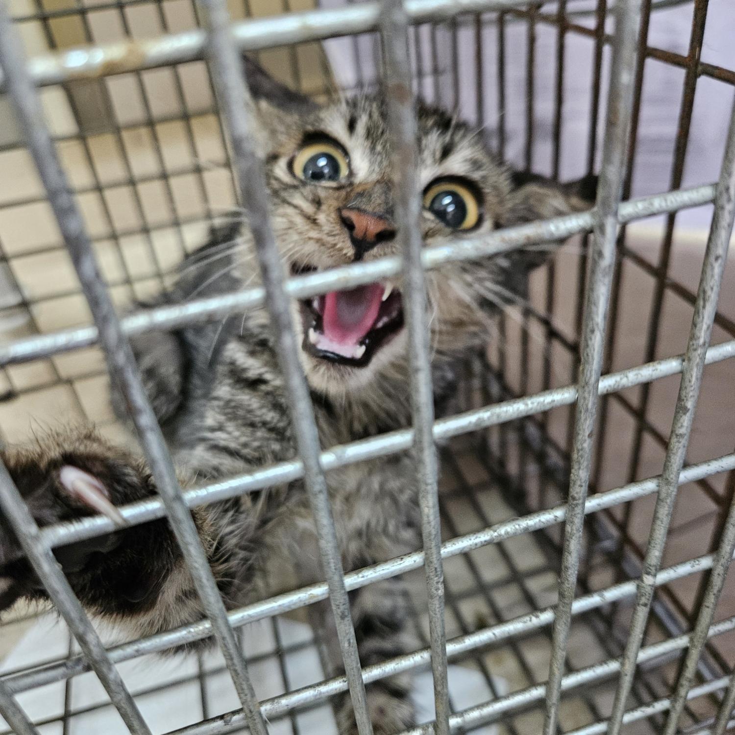 펫동물병원_427346202401242